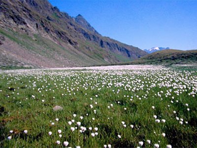 Alpen