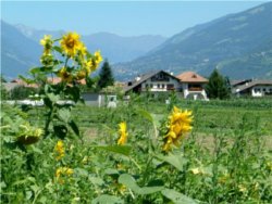 Sonnenblumen in Lana